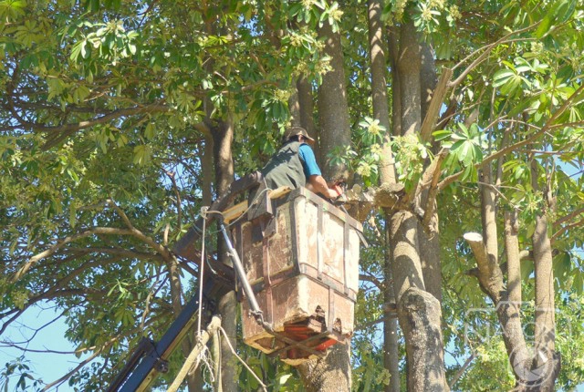 ระดมตัดแต่ง "ต้นตีนเป็ด" สวนศรีเมือง ส่งกลิ่นแรง สร้างความเดือดร้อนให้ผู้มาออกกำลังกาย