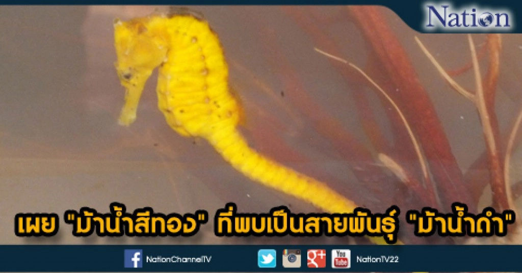 เผย "ม้าน้ำสีทอง" ที่พบเป็นสายพันธุ์ "ม้าน้ำดำ"