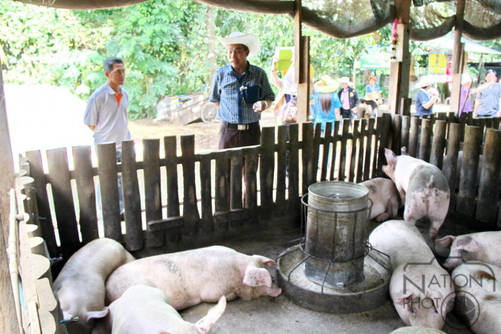 พิษณุโลก-เลี้ยงหมูหลุมตามแนวเศรษฐกิจพอเพียง พิษณุโลก-เลี้ยงหมูหลุมตามแนวเศรษฐกิจพอเพียง