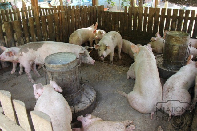 พิษณุโลก-เลี้ยงหมูหลุมตามแนวเศรษฐกิจพอเพียง
