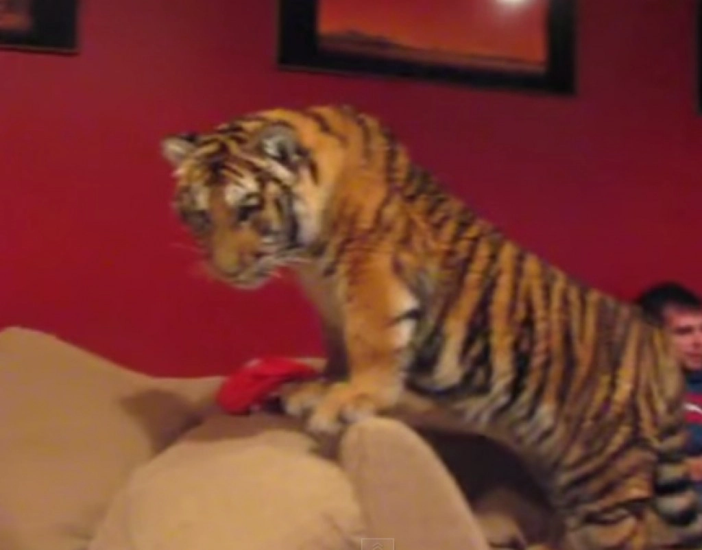 เสือขี้อ้อน!