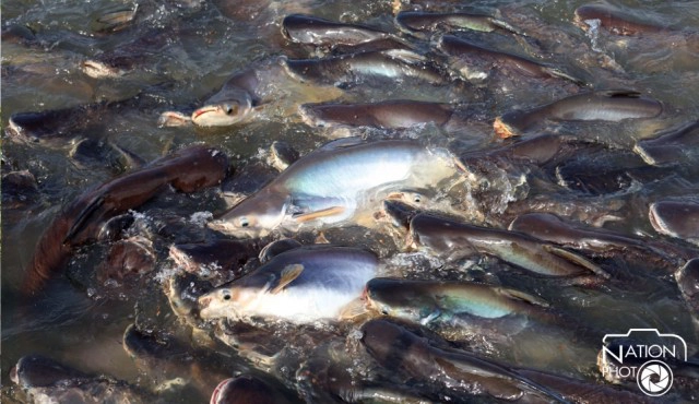 วัดบางพระ