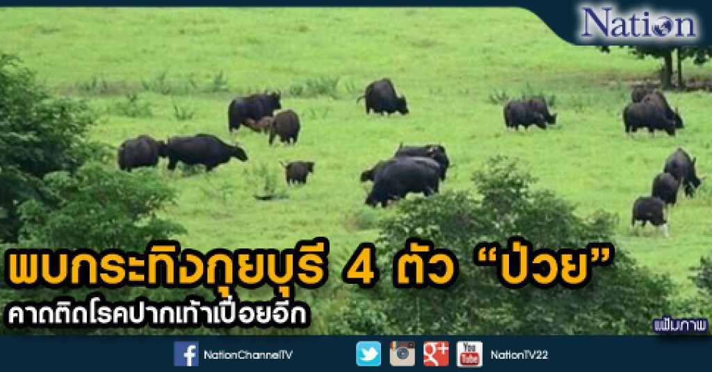 พบกระทิงกุยบุรี 4 ตัว "ป่วย" คาดติดโรคปากเท้าเปื่อยอีก