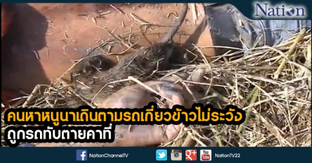 คนหาหนูนาเดินตามรถเกี่ยวข้าวไม่ระวัง ถูกรถทับตายคาที่