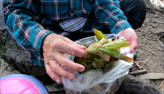 แห่ซื้อ "ผักเฮือด" เมนูผักเด็ดช่วงต้นหนาว มีกินแค่ปีละครั้ง