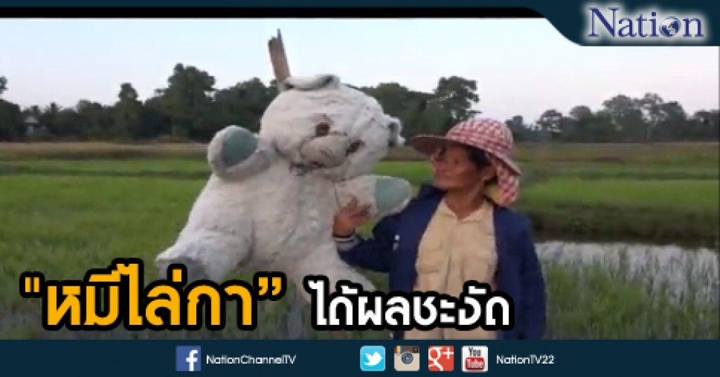 ชาวนายโสธรใช้ "ตุ๊กตาหมี" แทนที่ "หุ่นไล่กา" ชาวนายโสธรใช้ "ตุ๊กตาหมี" แทนที่ "หุ่นไล่กา"