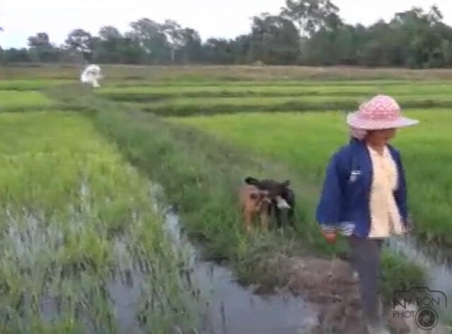 ชาวนายโสธรใช้ "ตุ๊กตาหมี" แทนที่ "หุ่นไล่กา"