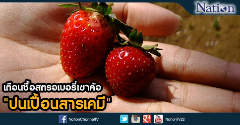 เตือนซื้อสตรอเบอรี่เขาค้อ ระวัง"ปนเปื้อนสารเคมี" เตือนซื้อสตรอเบอรี่เขาค้อ ระวัง"ปนเปื้อนสารเคมี"