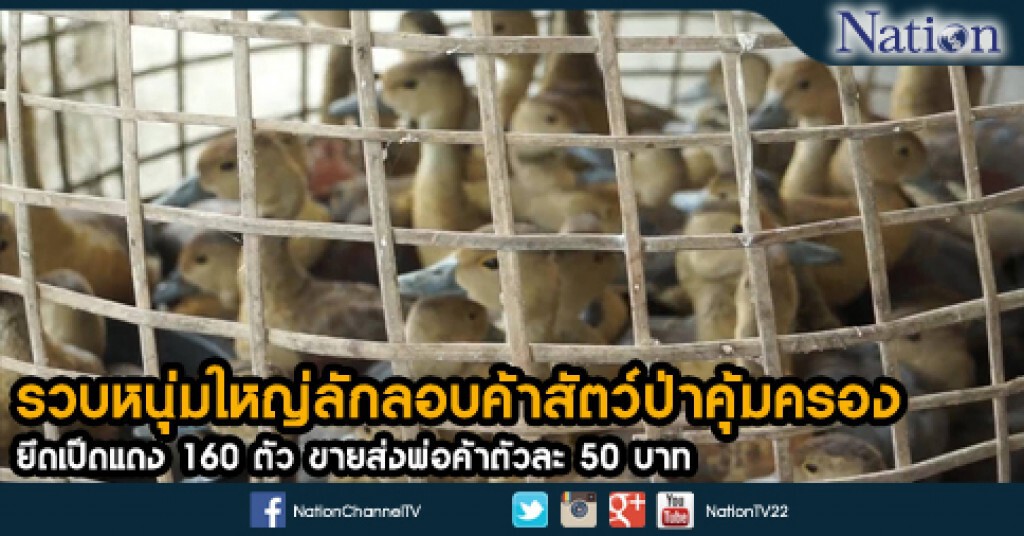 รวบหนุ่มใหญ่ลักลอบค้าสัตว์ป่าคุ้มครอง ยึดเป็ดแดง 160 ตัว ขายส่งพ่อค้าตัวละ 50 บาท รวบหนุ่มใหญ่ลักลอบค้าสัตว์ป่าคุ้มครอง ยึดเป็ดแดง 160 ตัว ขายส่งพ่อค้าตัวละ 50 บาท