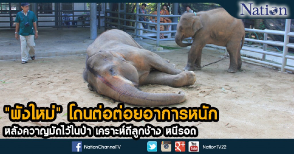 "พังใหม่" โดนต่อต่อยอาการหนัก หลังควาญมัดไว้ในป่า เคราะห์ดีลูกช้าง หนีรอด "พังใหม่" โดนต่อต่อยอาการหนัก หลังควาญมัดไว้ในป่า เคราะห์ดีลูกช้าง หนีรอด