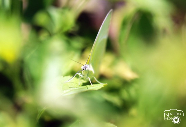 ชมผีเสื้อยามเช้า