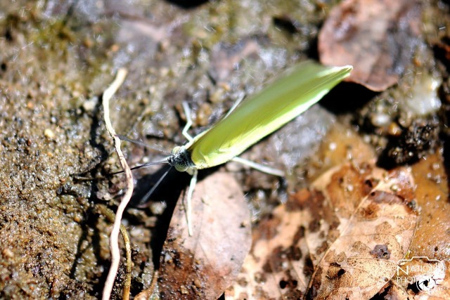 ชมผีเสื้อยามเช้า