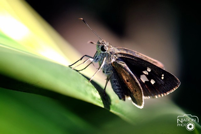 ชมผีเสื้อยามเช้า