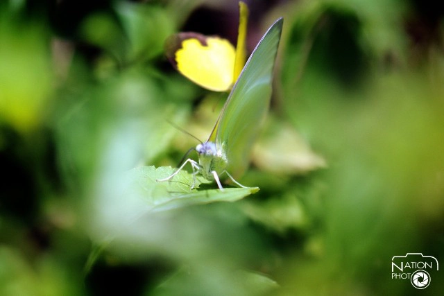 ชมผีเสื้อยามเช้า