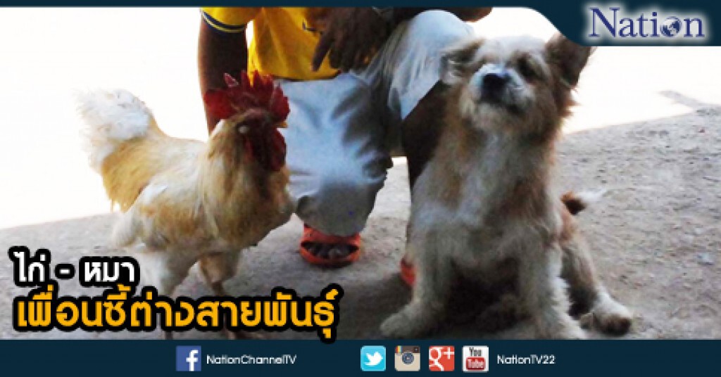 ไก่-หมา..เพื่อนซี้ต่างสายพันธุ์ ไก่-หมา..เพื่อนซี้ต่างสายพันธุ์