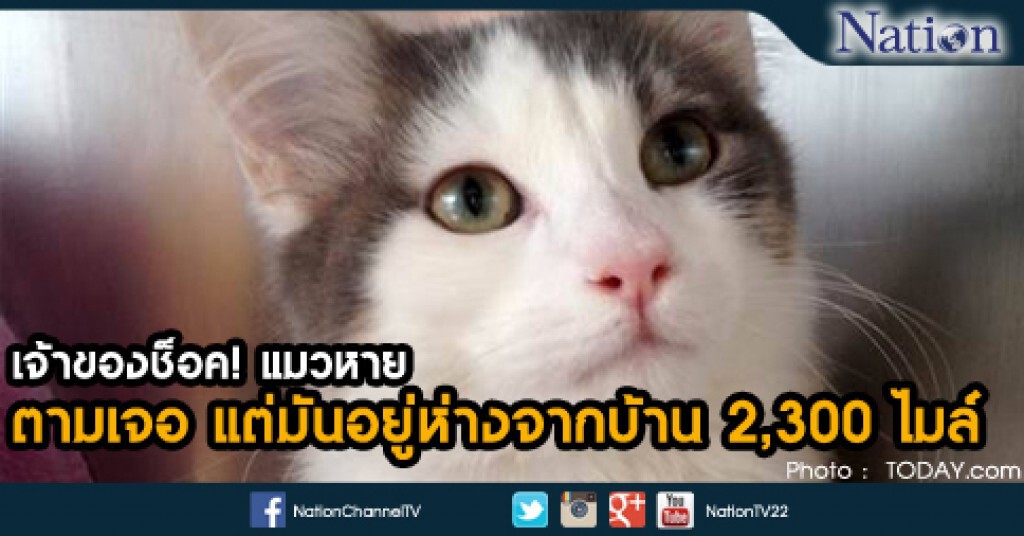 เจ้าของช็อค! แมวหาย  ตามเจอแต่อยู่ห่างจากบ้าน 2,300 ไมล์