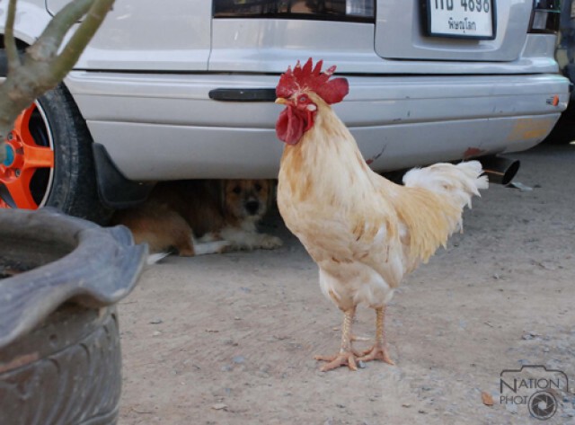 ไก่-หมา..เพื่อนซี้ต่างสายพันธุ์
