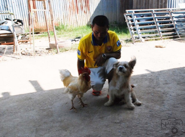 ไก่-หมา..เพื่อนซี้ต่างสายพันธุ์