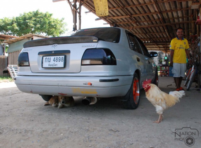 ไก่-หมา..เพื่อนซี้ต่างสายพันธุ์