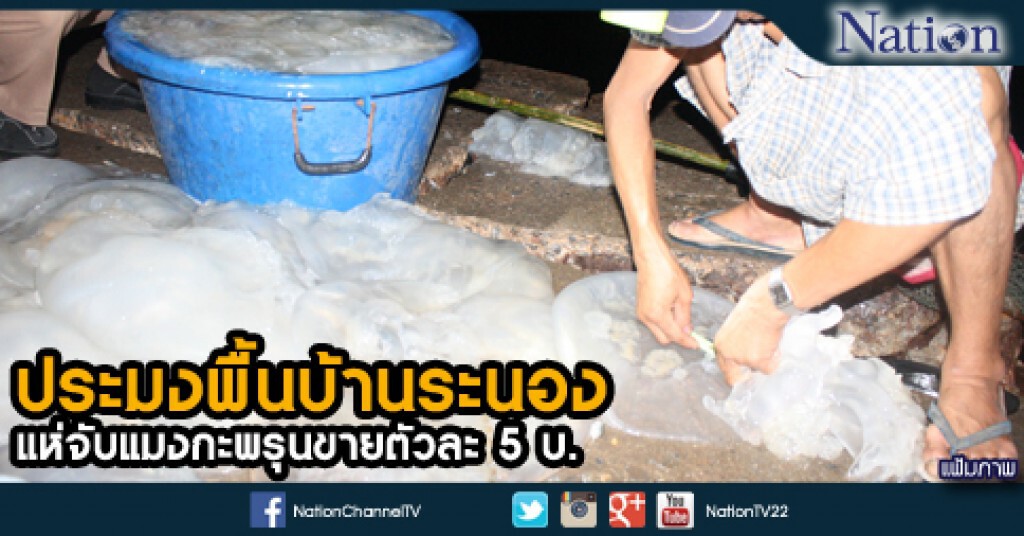 ประมงพื้นบ้านระนอง แห่จับแมงกะพรุนขายตัวละ 5 บ. ประมงพื้นบ้านระนอง แห่จับแมงกะพรุนขายตัวละ 5 บ.