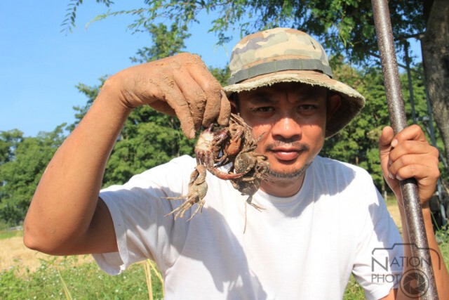 มหาสารคาม - ชาวบ้านขุดปูนา ขายเสริมรายได้หลังเกี่ยวข้าว