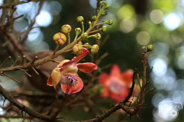 ชมความงามของต้นสาละ