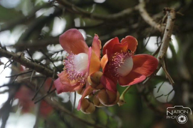 ชมความงามของต้นสาละ