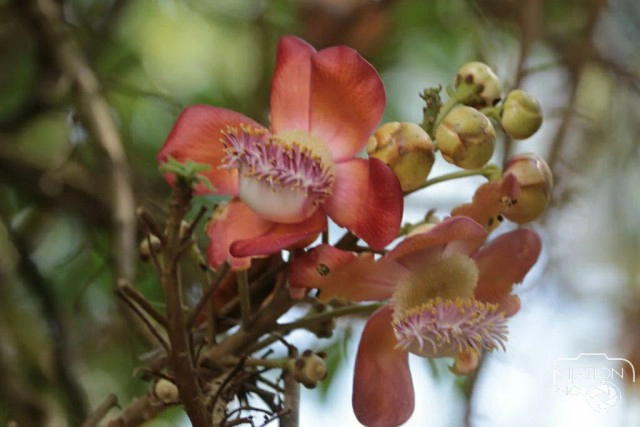 ชมความงามของต้นสาละ