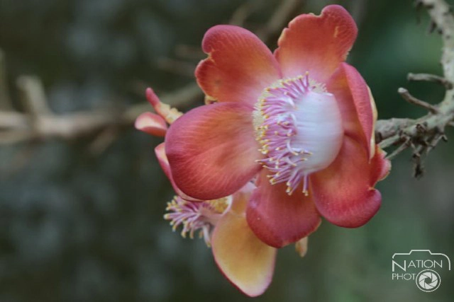 ชมความงามของต้นสาละ