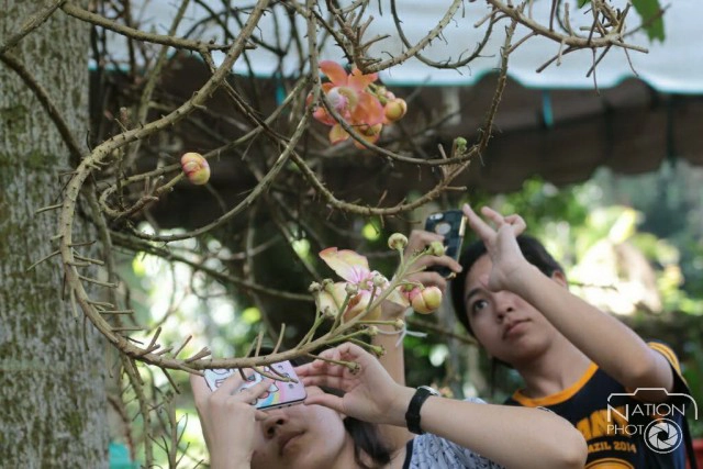 ชมความงามของต้นสาละ