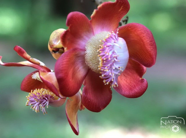 ชมความงามของต้นสาละ