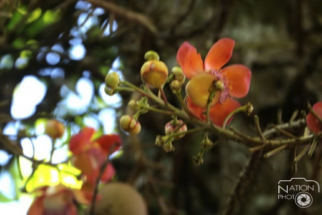 ชมความงามของต้นสาละ