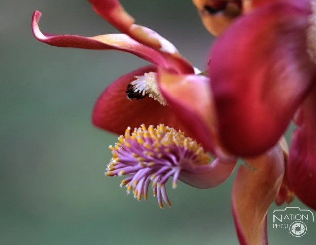 ชมความงามของต้นสาละ