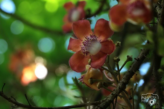 ชมความงามของต้นสาละ