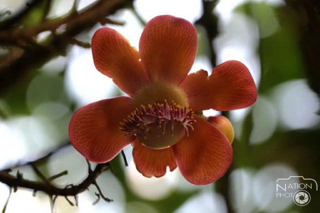 ชมความงามของต้นสาละ