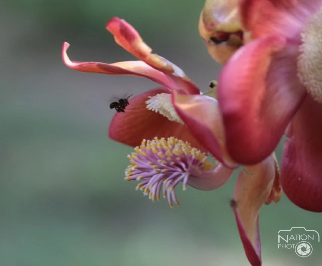 ชมความงามของต้นสาละ