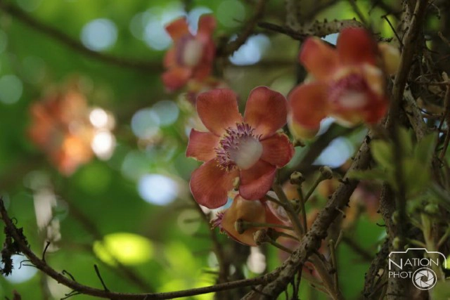 ชมความงามของต้นสาละ