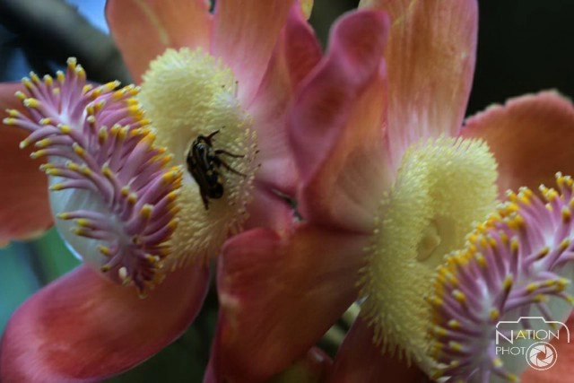 ชมความงามของต้นสาละ