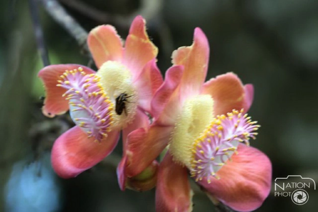 ชมความงามของต้นสาละ