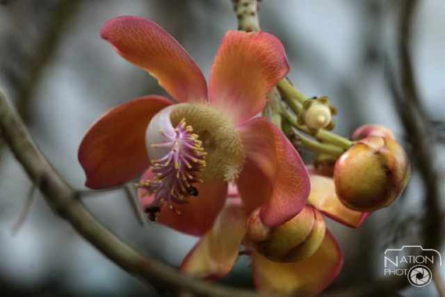 ชมความงามของต้นสาละ