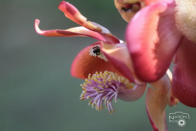 ชมความงามของต้นสาละ