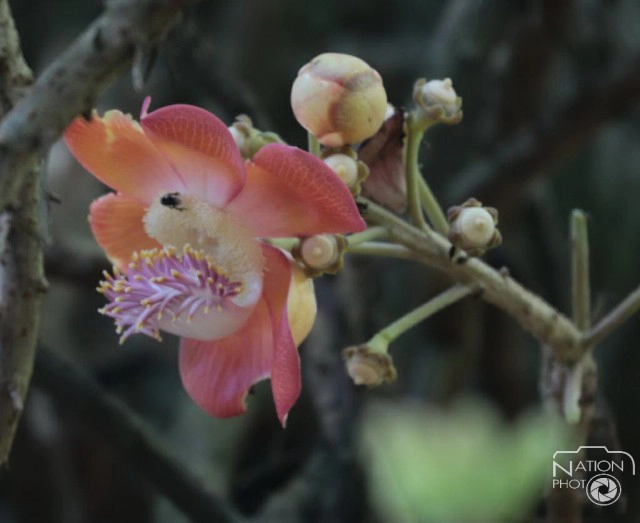 ชมความงามของต้นสาละ