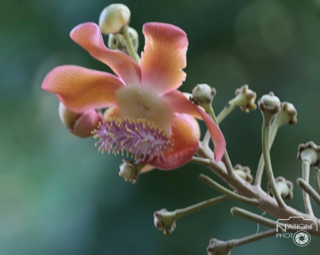 ชมความงามของต้นสาละ