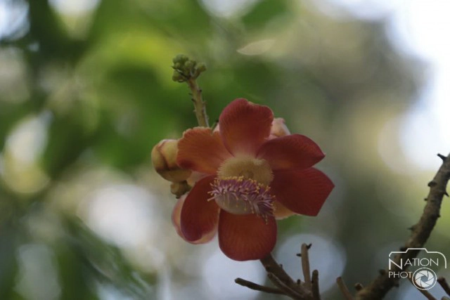 ชมความงามของต้นสาละ