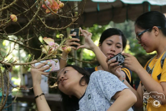 ชมความงามของต้นสาละ