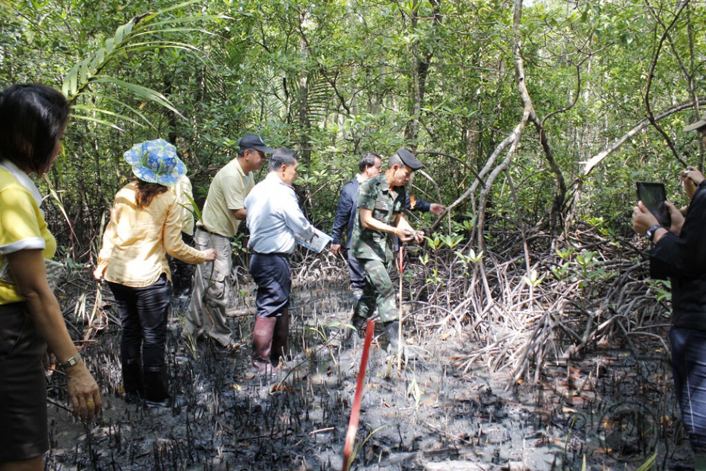 ปลูกป่าชายเลนและปล่อยหอยถวายพ่อหลวง ปลูกป่าชายเลนและปล่อยหอยถวายพ่อหลวง