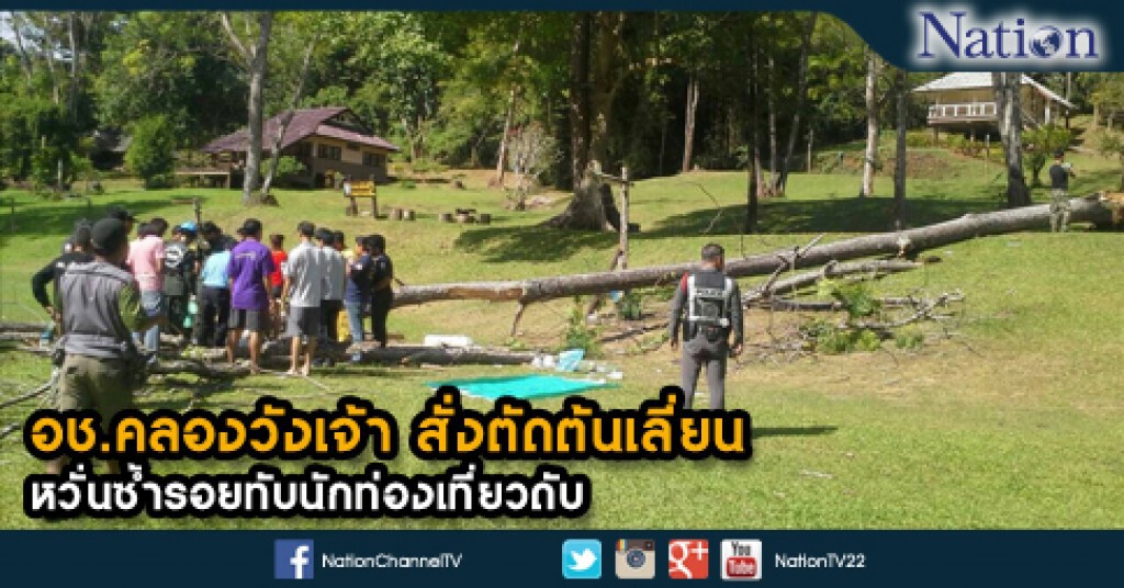 อช.คลองวังเจ้า สั่งตัดต้นเลี่ยน หวั่นซ้ำรอยทับนักท่องเที่ยวดับ