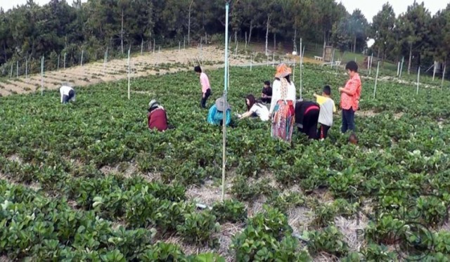 พิษณุโลก-นักท่องเที่ยวสัมผัสหนาวชมไร่สตรอเบอรี่โครงการหลวงฯ
