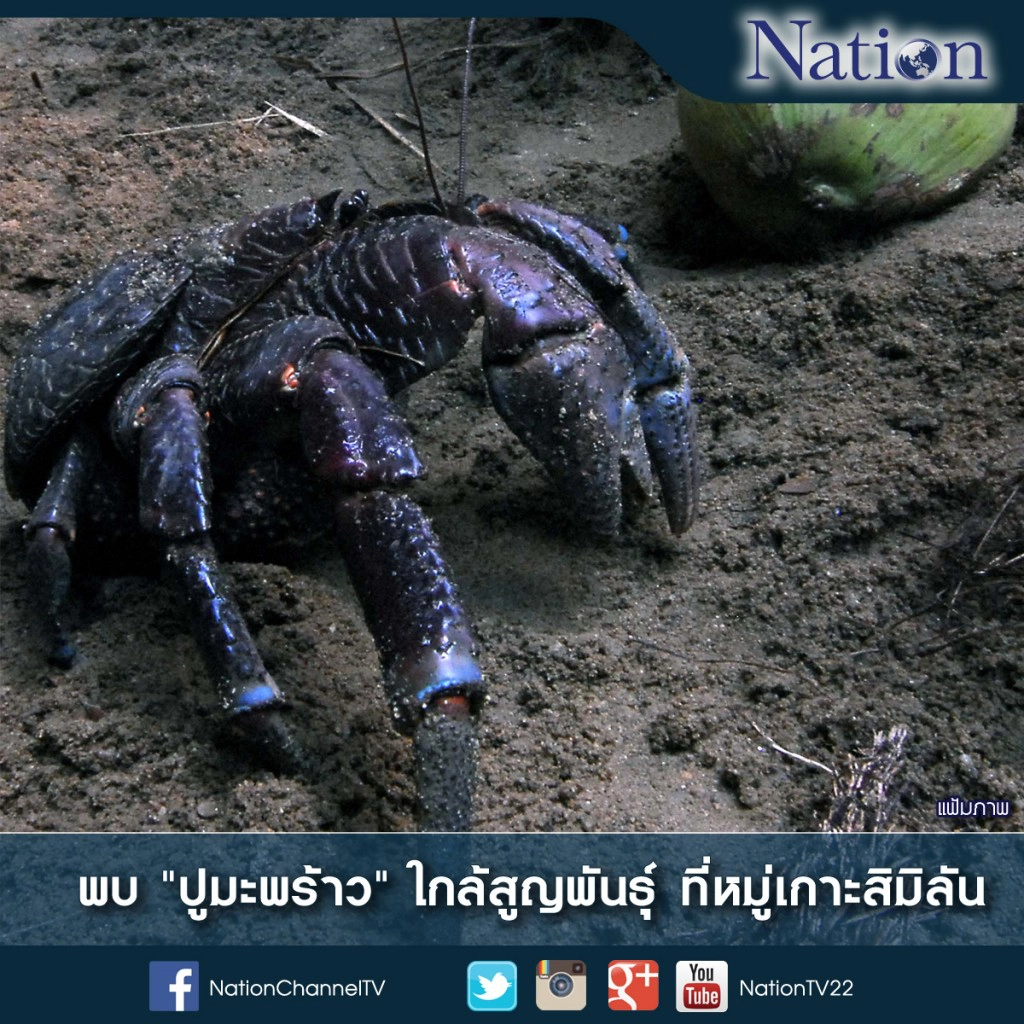 พบ "ปูมะพร้าว" ใกล้สูญพันธุ์ ที่หมู่เกาะสิมิลัน