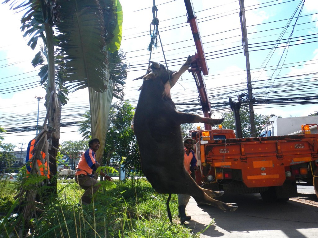 สงขลา - ช่วยควายตกท่อระบายน้ำข้างทาง สงขลา - ช่วยควายตกท่อระบายน้ำข้างทาง
